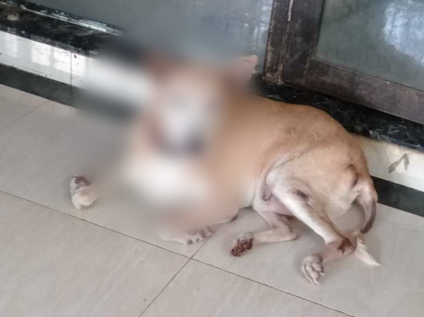 Help "Barwala" Fight For His Life!