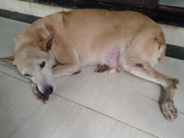 Help "Barwala" Fight For His Life!