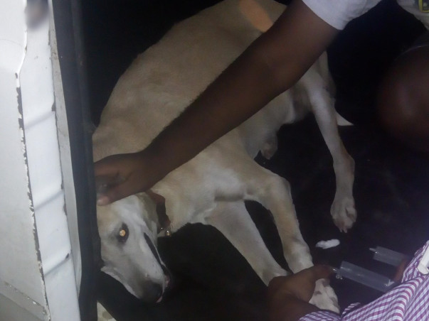 Help "Barwala" Fight For His Life!