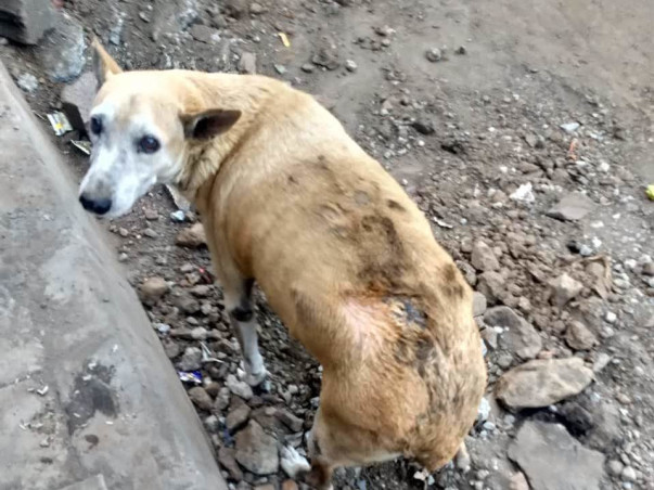 Help "Barwala" Fight For His Life!