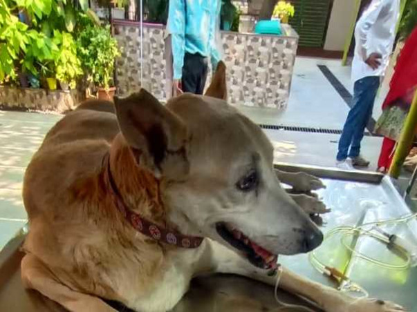 Help "Barwala" Fight For His Life!