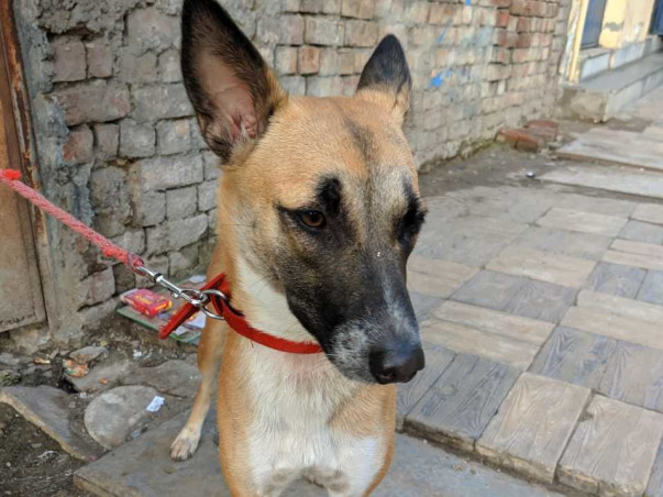 Help Luna Recover From Mammary Tumours