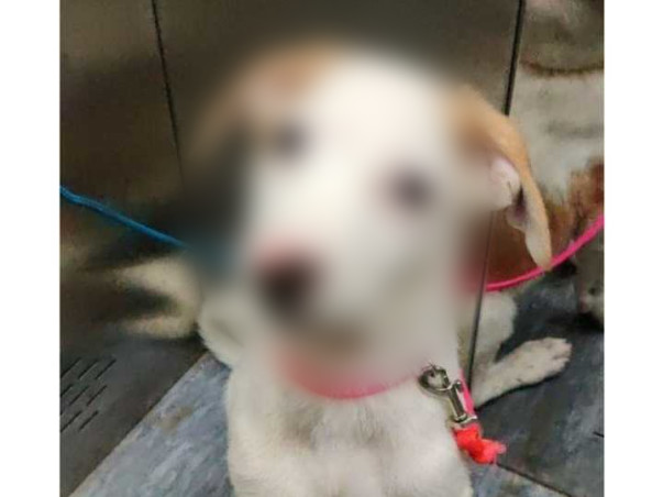 Milo Has Found His Loving Family!