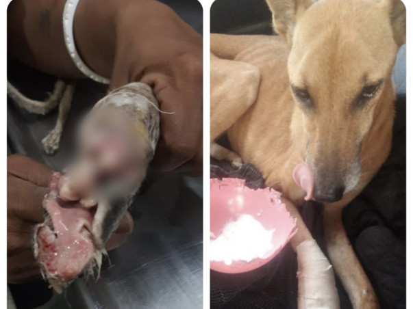 Help us in saving Moti aka Gudia’s Life