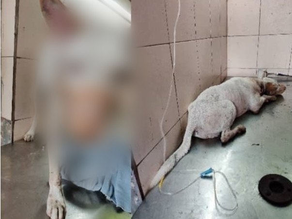 Help me clear Safedi's treatment bills