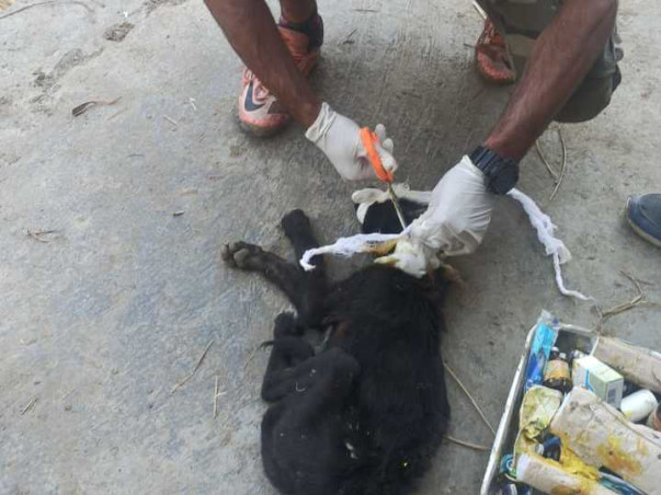 Help KAWF Restart Rescue Operations