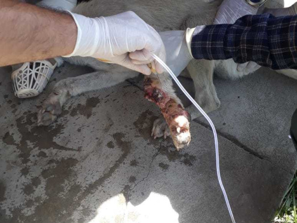 Help KAWF Restart Rescue Operations