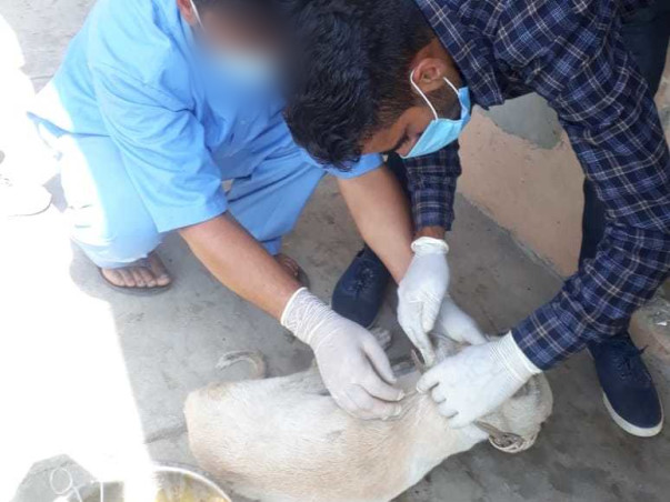 Help KAWF Restart Rescue Operations