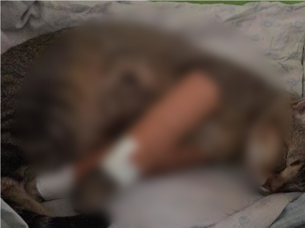 Help this cute cat to heal it's wound.