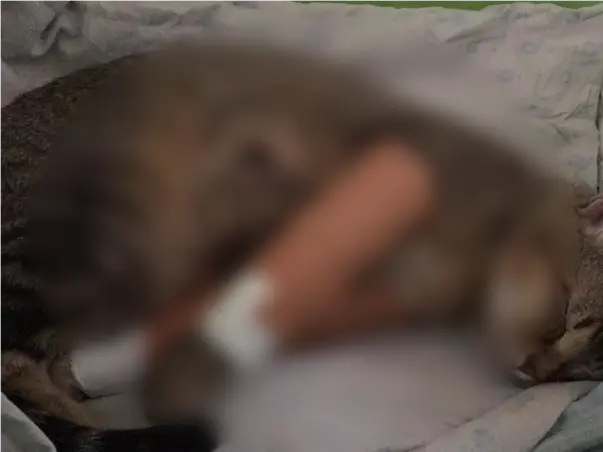 Help this cute cat to heal it's wound.