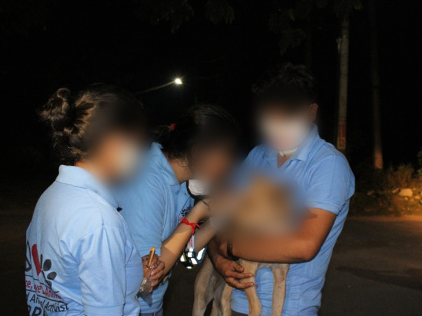 Saving Stray Dogs with Reflective Collar and Anti-Rabies Vaccination