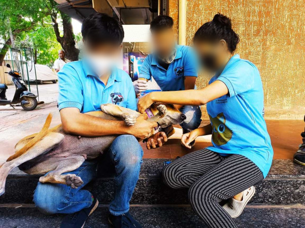 Saving Stray Dogs with Reflective Collar and Anti-Rabies Vaccination