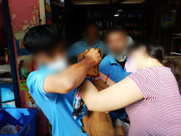 Saving Stray Dogs with Reflective Collar and Anti-Rabies Vaccination