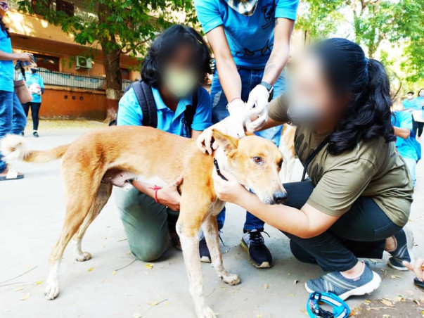 Saving Stray Dogs with Reflective Collar and Anti-Rabies Vaccination