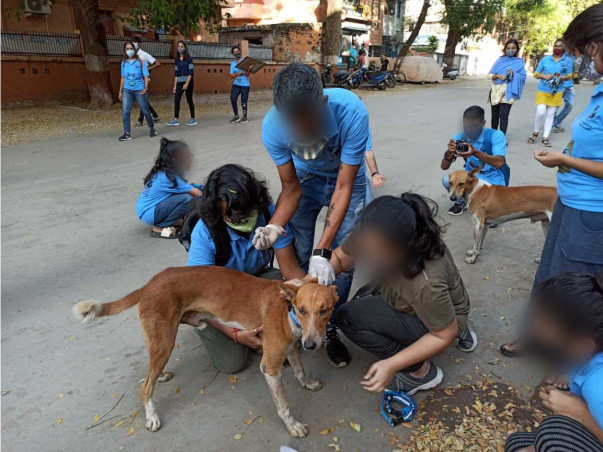 Saving Stray Dogs with Reflective Collar and Anti-Rabies Vaccination