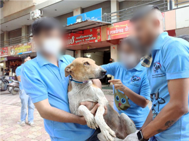 Saving Stray Dogs with Reflective Collar and Anti-Rabies Vaccination