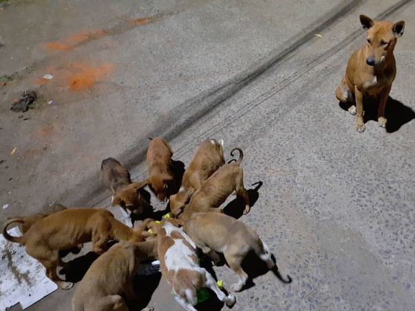 Little Paws Are Life