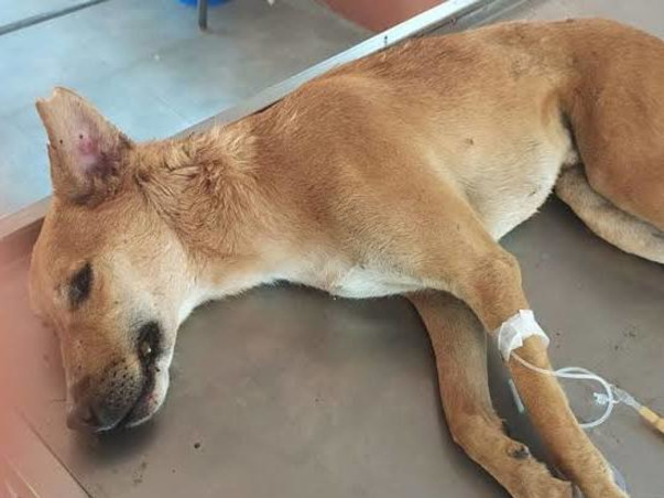 Medical Expenses For Stray Dog