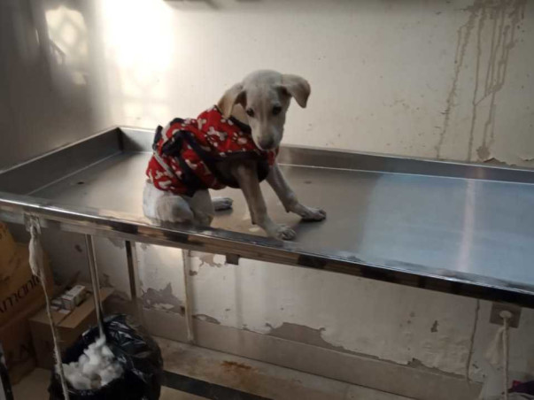 HELP US FEED OUR STREET DOGS🙏🥺