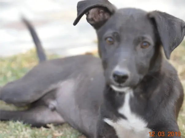 PawsInPaws | 'Speak for the Unspeakable'