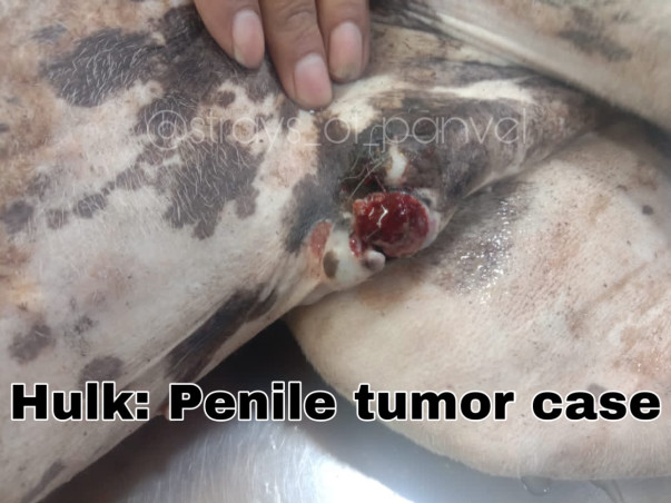 Support Strays_Of_Panvel In Rescuing Injured/Sick Stray Dogs