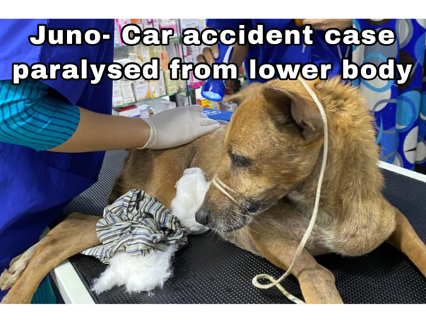 Support Strays_Of_Panvel In Rescuing Injured/Sick Stray Dogs