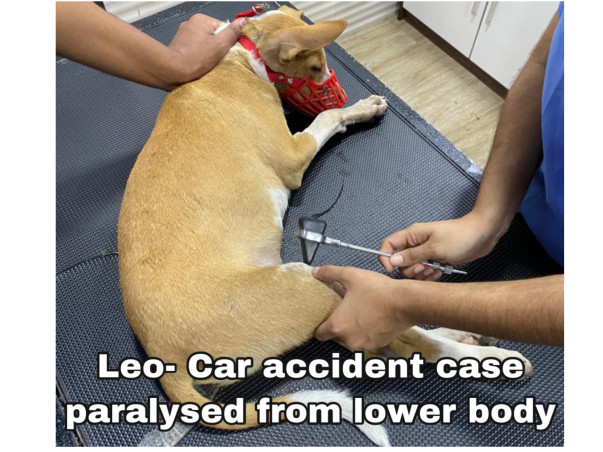 Support Strays_Of_Panvel In Rescuing Injured/Sick Stray Dogs