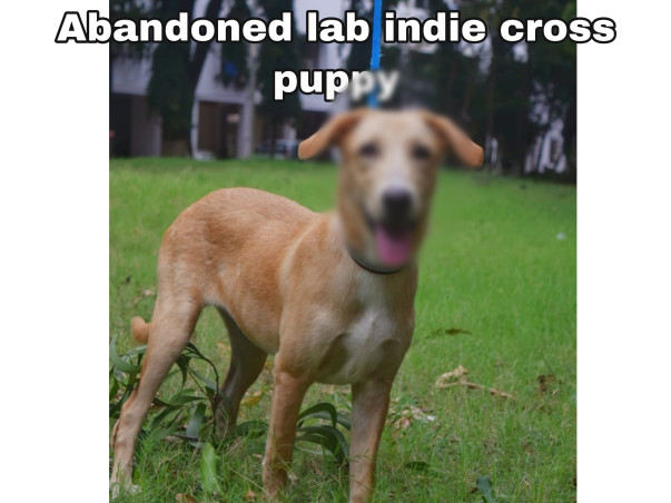 Support Strays_Of_Panvel In Rescuing Injured/Sick Stray Dogs