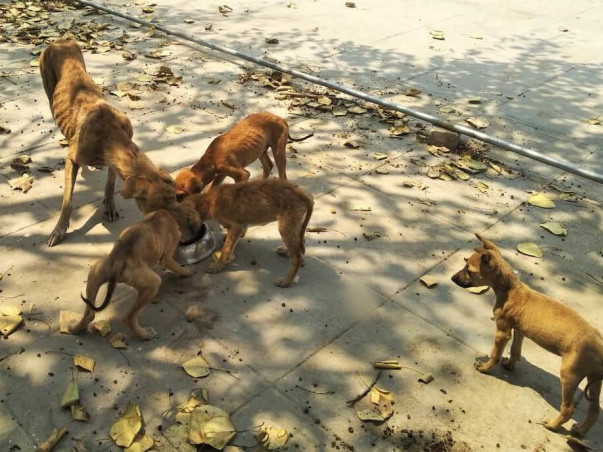 Help Me Feed Stray Dogs