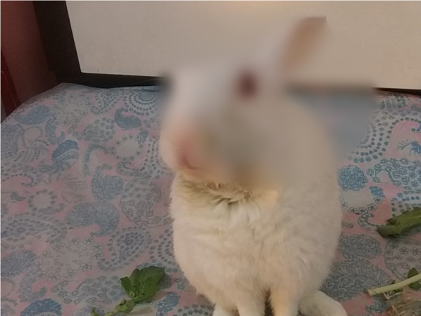 Help Golu To Recover From Dental Disease