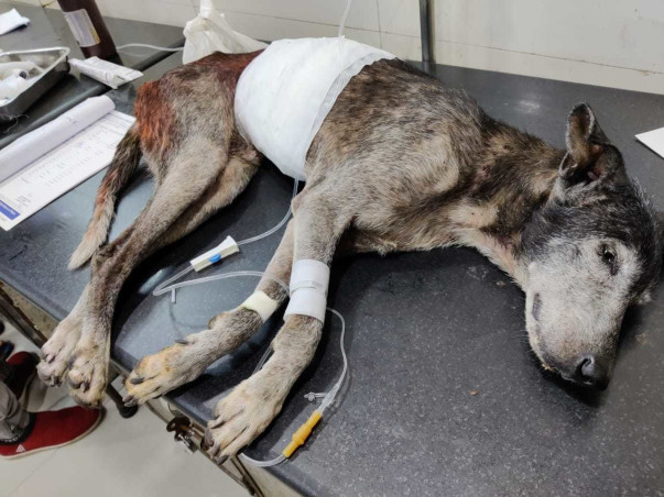 Max Need Your Help🙏Urgently (Old Age Dog)🙏👍