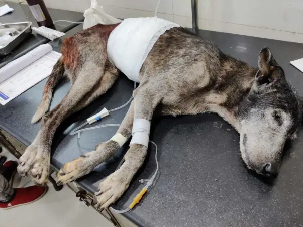 Max Need Your Help🙏Urgently (Old Age Dog)🙏👍