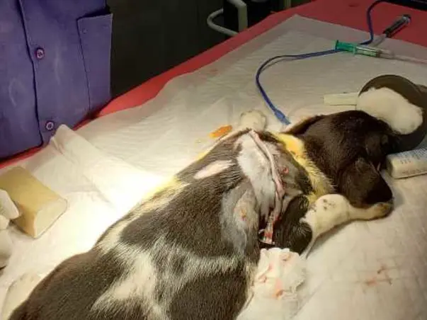 Save Mithai's life