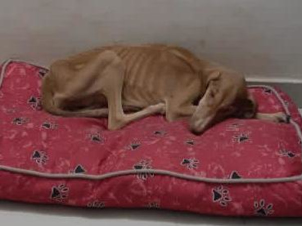 Helping Ruhi, Caramel And Elsa Fight For Their Lives.