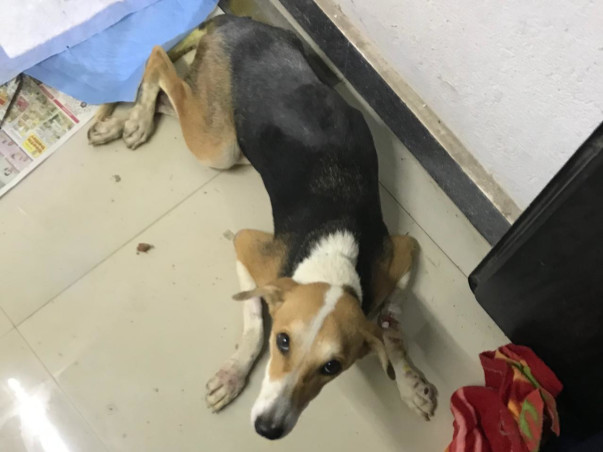 Helping Ruhi, Caramel And Elsa Fight For Their Lives.