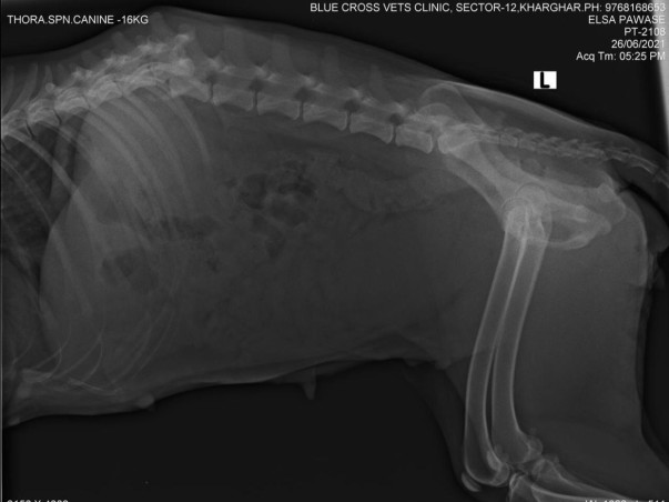 Helping Ruhi, Caramel And Elsa Fight For Their Lives.