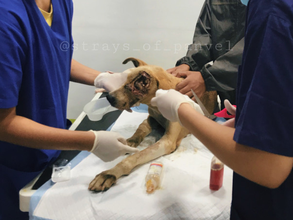 Helping Ruhi, Caramel And Elsa Fight For Their Lives.