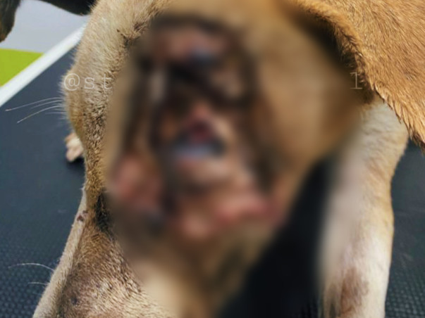 Helping Ruhi, Caramel And Elsa Fight For Their Lives.