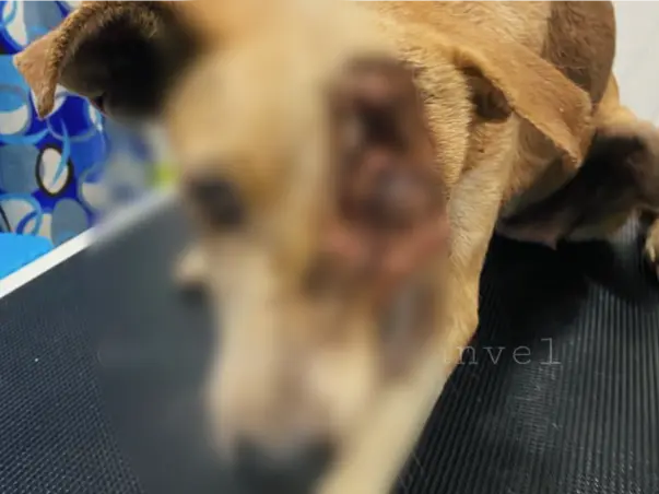 Support Strays_Of_Panvel In Rescuing Injured/Sick Stray Dogs