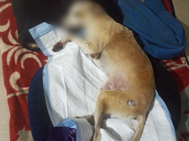 Help Ishaan Walk Again