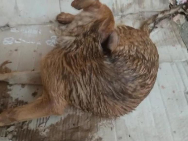 Abhishek Wants To Help Maya Puppy Walk