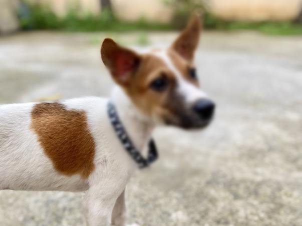 Contribute to Milo’s Recovery!