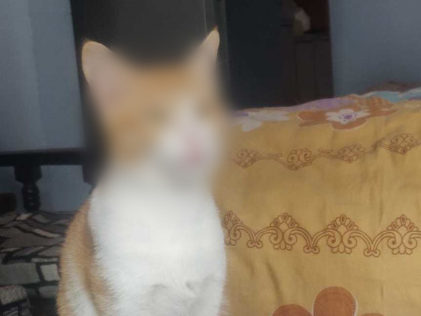 HELP SKITTLE FIGHT FELINE INFECTIOUS PERITONITIS