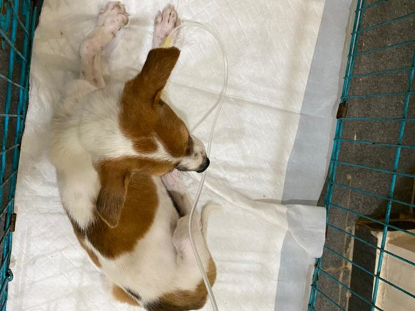 Contribute to Milo’s Recovery!