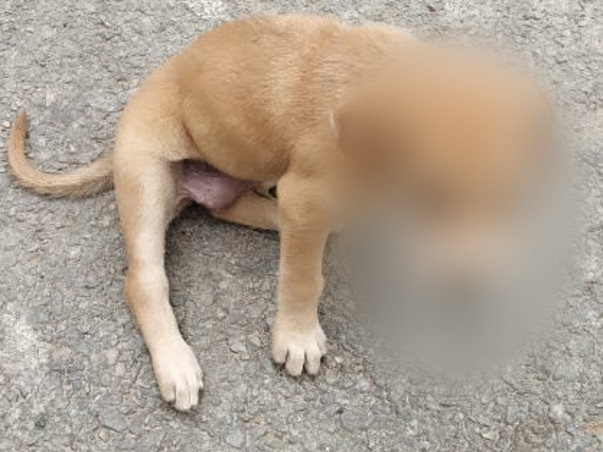 Poor little puppy needs your help to survive