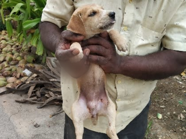 Poor little puppy needs your help to survive