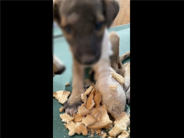 Poor Little puppy needs your help to survive
