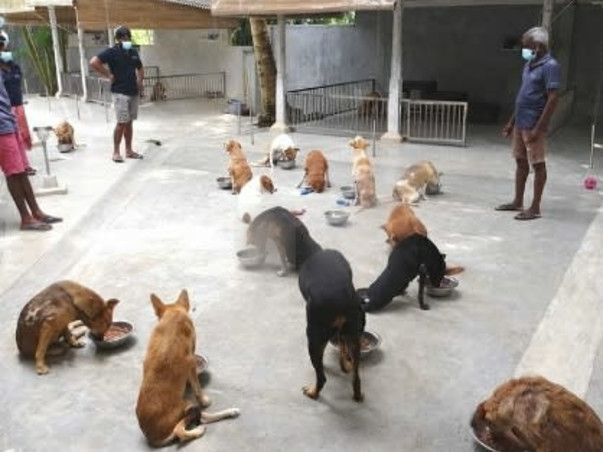 Need Funds To Feed Stray Animals