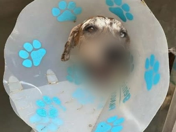 Need Funds To Feed Stray Animals