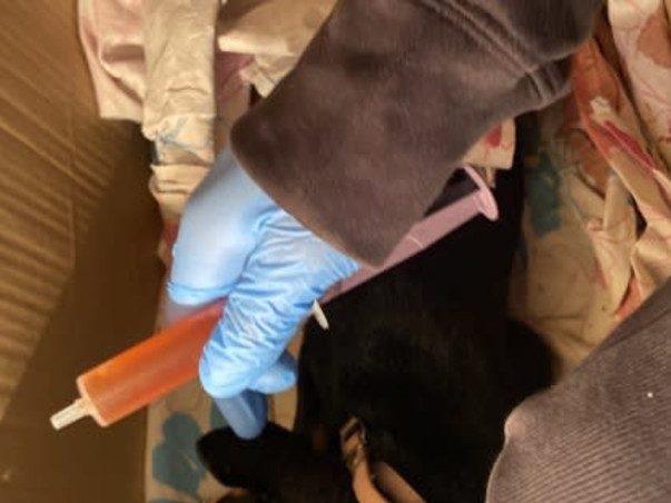 Help Silica live from his multiple bone fractures!